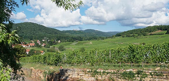 balade au zotzenberg à mittelbergheim en alsace